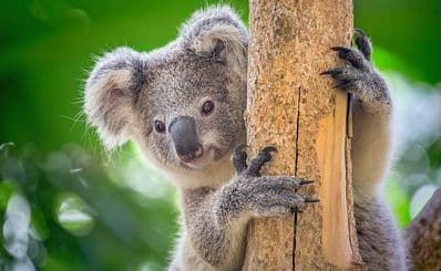 Hamilton Island Wild Life Park