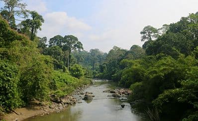 Borneo Jungle