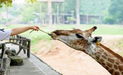 Naples Zoo at Caribbean Gardens