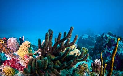Diving & Snorkeling