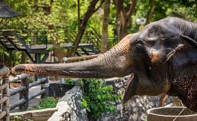 Nehru Zoological Park