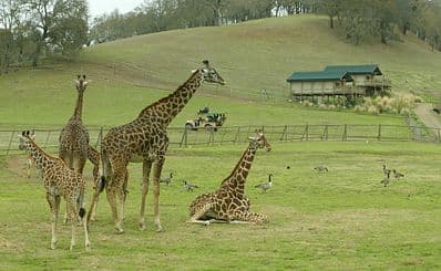 サファリ・ウエスト・ワイルドライフ・プリザーブ / Safari West Wildlife Preserve