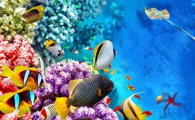 Great Barrier Reef