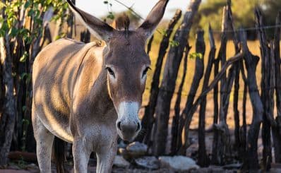Donkey Sanctuary