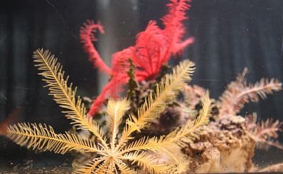 Aquarium Pula