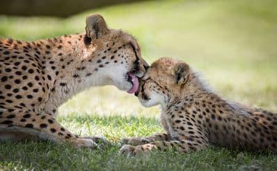 Toronto Zoo
