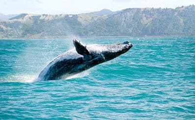 Kaikoura District