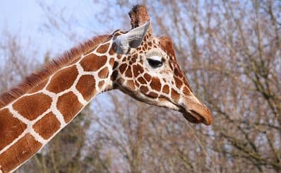 City Zoological Garden of Wroclaw