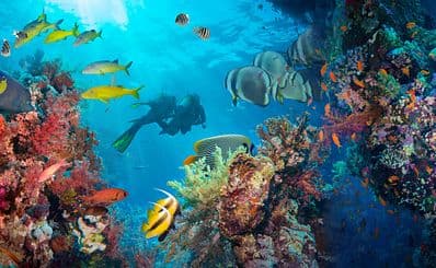 Scuba Diving