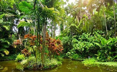 Hawaii Tropical Botanical Garden