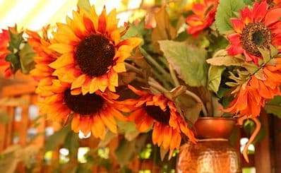 Sunflower Caffé