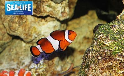 SEA LIFE at Mall of America