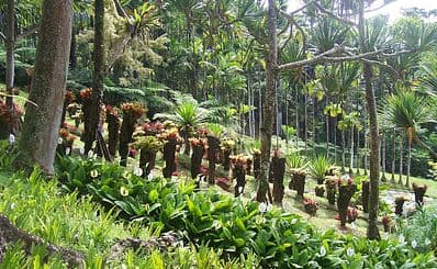 Jardin de Balata
