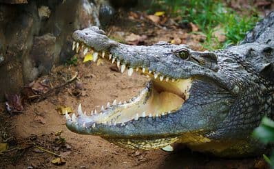 The Madras Crocodile Bank Trust and Centre for Herpetology