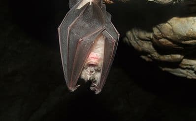 Bat Caves