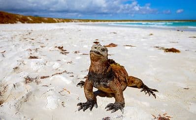 Tortuga Bay