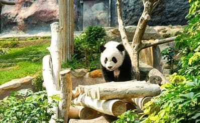 Macau Giant Panda Pavilion