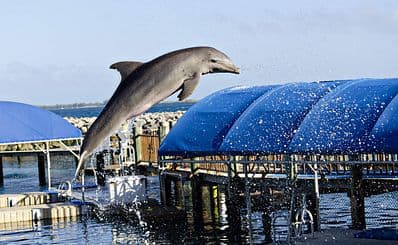 Dolphin Encounters