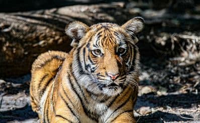 Palm Beach Zoo & Conservation Society