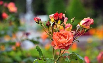 The Rose Garden