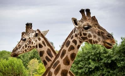 San Diego Zoo