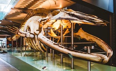 Melbourne Museum