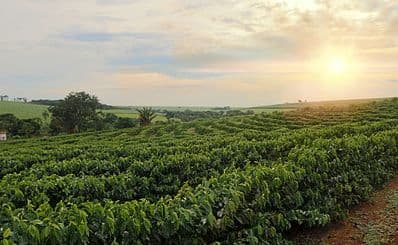 Green World Coffee Farm