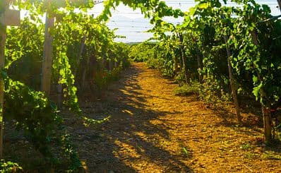 Manousakis Winery