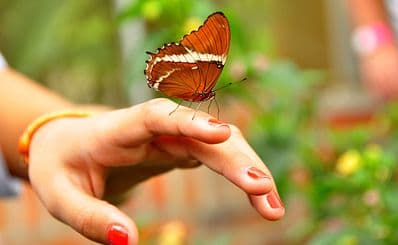 Jumalon Butterfly Sanctuary