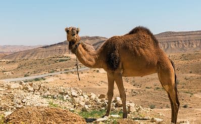 Negev Desert