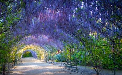 Adelaide Botanic Garden