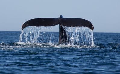 Dana Wharf Whale Watching
