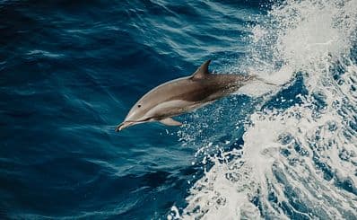 Dolphin Encounters
