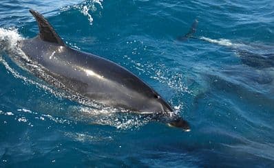 Akaroa Harbour Nature Cruise