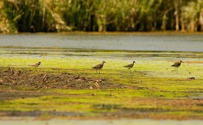 Trzcielinskie Bagno Ornithological Reserve