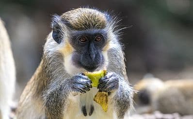 Barbados Wildlife Reserve