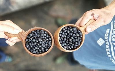 Berry Picking
