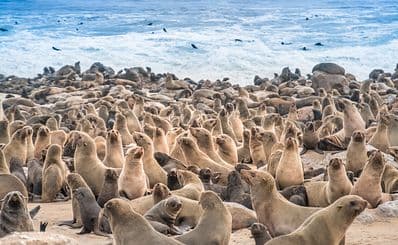 Skeleton Coast & Cape Cross