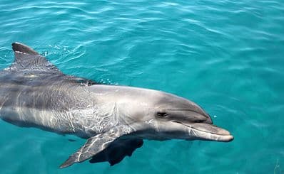 Dolphin Reef