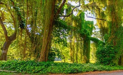 El Bosque (The Forest)