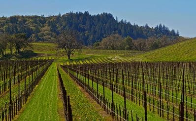 Winter Wineland (January)