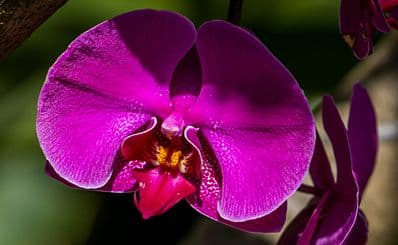 Orchid Display House