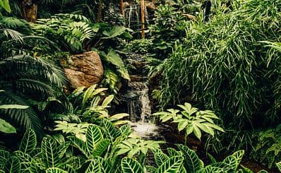 Central Forest Reserve National Park
