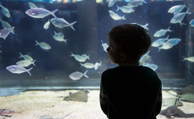 North Carolina Aquarium at Pine Knoll Shores