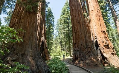 Calaveras Big Trees State Park