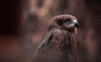 Crooked Tree Wildlife Sanctuary