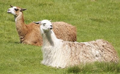 Wildlife Safari