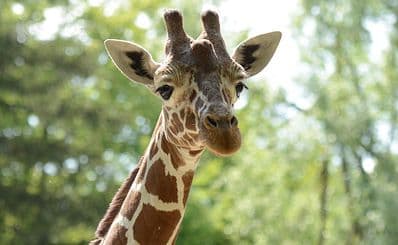 Hellabrunn Zoo