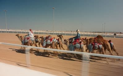 Al Shahaniya Camel Racetrack
