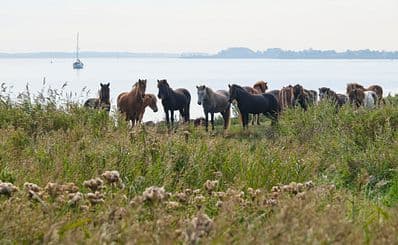 Lauwersmeer National Park
